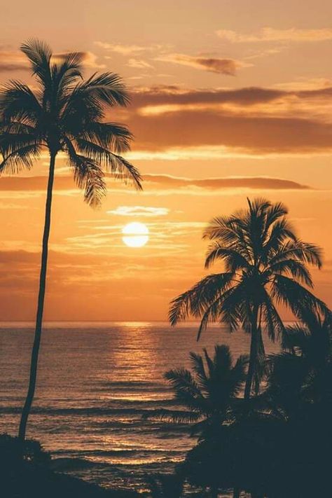 Coconut tree sun set Plants Diy, Landscape Beach, Palm Tree Sunset, Tree Jewelry, On The Ocean, Beach Wallpaper, Sunset Wallpaper, Tree Silhouette, Beautiful Sunrise