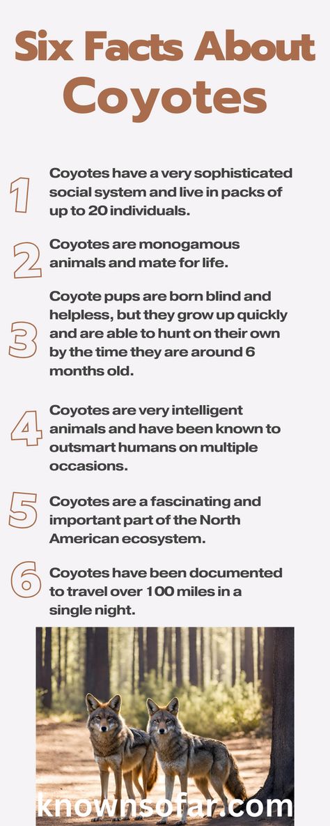 Coyotes Coyote Therian Tips, Coyote Therian Outfit, Demihuman Oc, Coyote Fursona, Coyote Symbolism, Coyote Pictures, Coyote Facts, Coyote Aesthetic, Shapeshifter Aesthetic