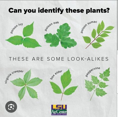 Poison Ivy Killer, Identify Poison Ivy, Poison Ivy Plants, Poison Ivy Remedies, Poison Ivy Rash, Poison Oak, Virginia Creeper, Poisonous Plants, Plant Guide