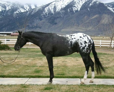 Appaloosa Black And White Appaloosa, Black Appaloosa Horses, Black Blanket Appaloosa, Appaloosa Horses Blanket, Blanket Appaloosa Horse, Black Appaloosa, Horses Appaloosa, Blanket Appaloosa, Utah Mountains