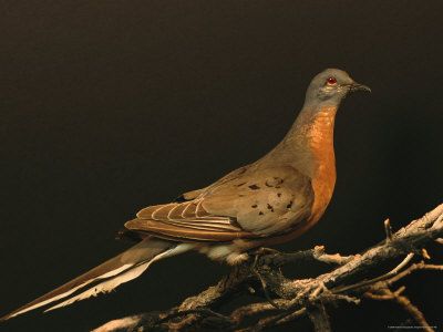 Passenger Pigeon (Ectopistes migratorius) - Taxidermy Specimen. Train Mural, Pigeon Loft Design, Passenger Pigeon, Extinct Birds, Cute Pigeon, Dead Animals, Extinct Species, Pigeon Pose, Mural Ideas