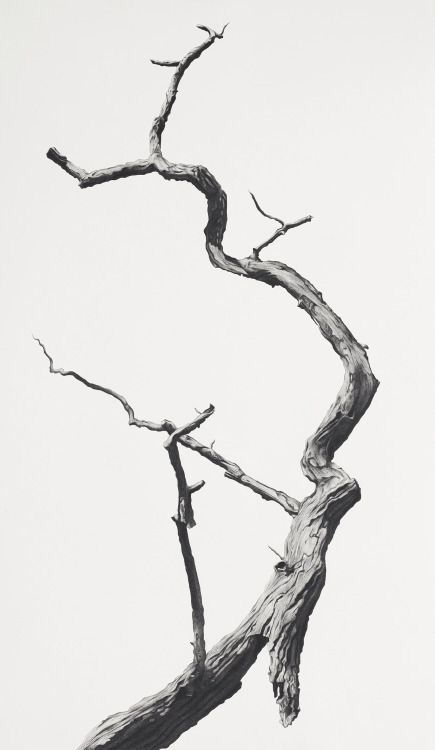 Black And White Tree, Tree Drawing, Tree Branch, White Photo, Tree Art, Image Hd, Belle Photo, A Tree, Vienna