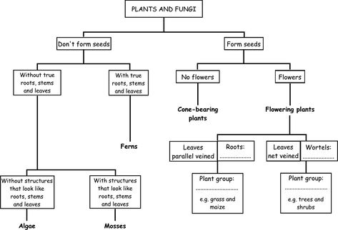 Plants and Fungi flow chart Botany Notes, Classifying Plants, Free College Textbooks, Evolution Of Plants, Types Of Students, Biology Teaching, Nature Guide, College Textbooks, Plant Classification