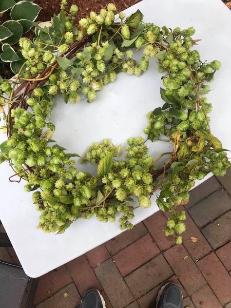 Hops Vine, Wine Blog, Painting Reference, Farmers Market, Holiday Party, Banners, Herbs, Beer, Wine