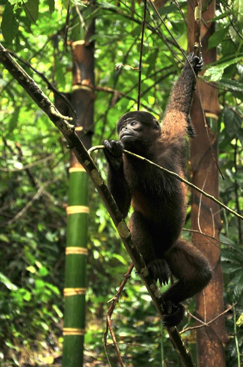 Wooly Monkey In The Amazonia Of Ecuador  Free Stock Photo and Image 32662583 Woolly Monkey, Outline Pictures, Intro Youtube, Business Cards And Flyers, Photo Stickers, Text Animation, Youtube Banners, Creative Images, Instagram Ads