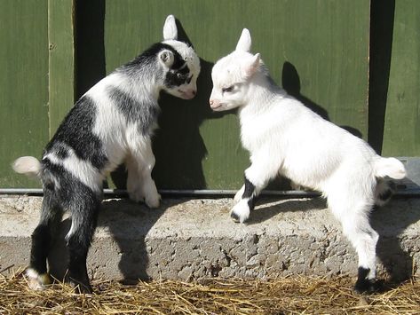 Goats Pygmy, G.o.a.t Wallpaper, Goats For Sale, Pygmy Goats, Agriculture Technology, Mini Goats, Pet Goat, Pygmy Goat, Cute Goats