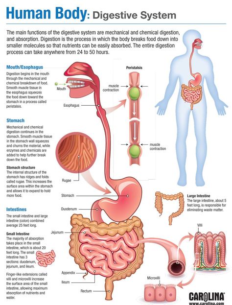 Infographic - Human Body: Endocrine System Gastrointestinal System Physiology, Digestive System Infographic, 11 Body Systems, Science Infographics Biology, Anatomy Systems, Science Elements, Digestive System Anatomy, All Body Systems, Digestive System Function