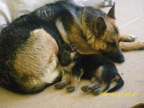 Mama's love Caine Husky, Shepard Dog, Coban, Shepherd Puppies, German Shepherd Puppies, German Shepherd Dogs, Shepherd Dog, Beautiful Dogs, Animals Friends