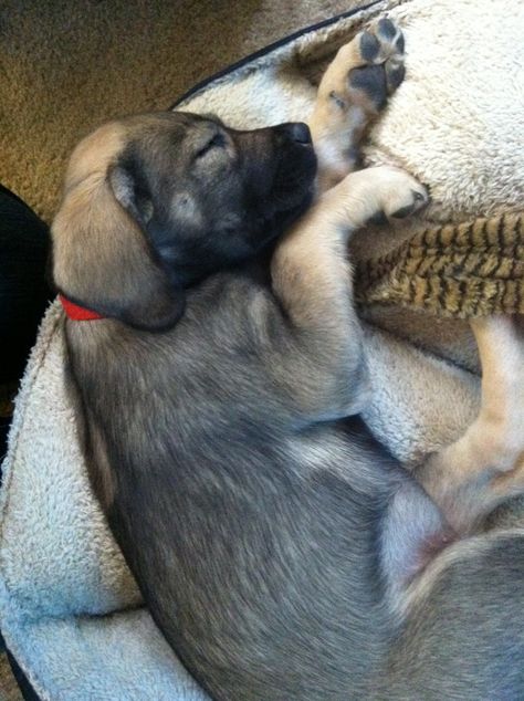 My puppy Raleigh, 10 weeks old; mix breed German Shepard, Rottweiler, lab, mastiff, American bulldog, Dalmatian Pitbull Shepard Mix Dogs, Dalmatian Mixed With Husky, German Shepherd Mixed With Husky, Boxer Husky Mix Dogs, German Shepherd Mixed With Rottweiler, German Shepherd Mix, American Bulldog, Super Cute Animals, Mixed Breed