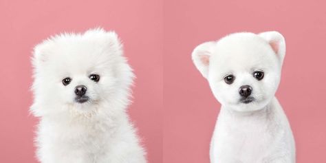 Photographs from Puppy Styled: Japanese Dog Grooming Before & After by Grace Chon (Autumn 2018) Before And After Dog Grooming, Japanese Dog Grooming, Teeth Cleaning Tools, Japanese Dog, Dog Grooming Clippers, Walking Harness, Dog Groomer, Dog Teeth Cleaning, New Haircut