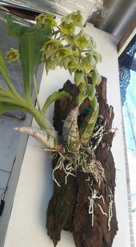 I think Shamburkia | Orquídeas, Idéias de jardinagem, Jardim de orquídeas Cymbidium Orchids Care, Diy Orchids, Repotting Orchids, Orchid House, Orchid Flower Arrangements, Orchid Roots, Orchids Care, Rare Orchids, Growing Orchids