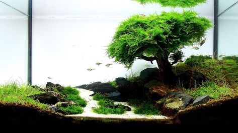 Aquascaping Elements: Planted Aquarium Substrate • AquascapingLove.com Aquarium Decorations Ideas, Planted Aquarium Ideas, Modern Aquarium, Aquascaping Ideas, Aquascape Ideas, Cool Fish Tanks, Aquascape Design, Aquarium Landscape, Fish Tank Ideas