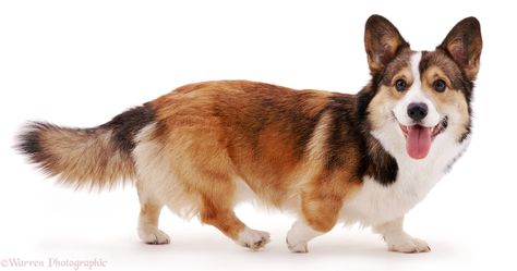 corgi Corgi Wallpaper, Welsh Corgi Pembroke, Pembroke Corgi, Fluffy Corgi, Cardigan Corgi, Dog Corgi, Corgi Owner, Corgi Dogs, Corgi Puppies