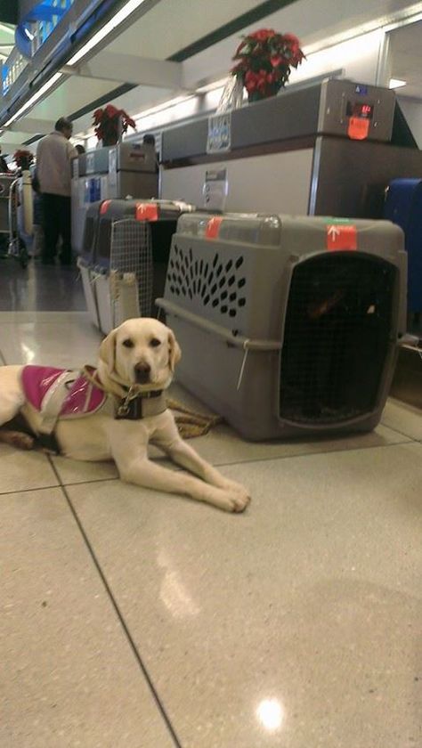 Service Dog Addy is a yellow Labrador retriever ! She is showing off her skills at the airport! Labrador Service Dog, Billy Showalter, Service Dog In Training, Black Lab Service Dog, Yellow Lab Service Dog, Police K9, Yellow Labrador Retriever, Assistance Dog, Yellow Labrador