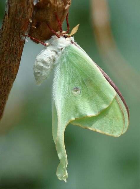 Luna Moth Cocoon, Luna Moth Side View, Moth Scientific Illustration, Luna Moth Aesthetic, Moth Fursona, Luna Moth Wings, Moth Fairy, Green Moth, Cute Moth