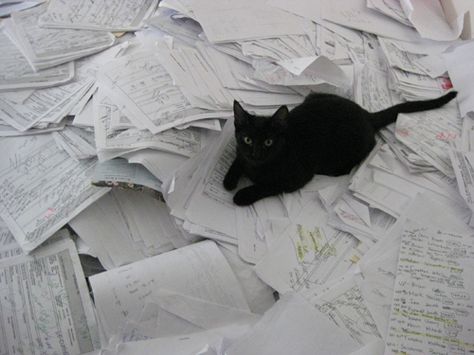 Kitties love laying on paper A Black Cat, Cat Pictures, Cat Boarding, Wallpaper Pictures, Anime Boys, Crazy Cat Lady, Crazy Cats, Cat Lady, A Black