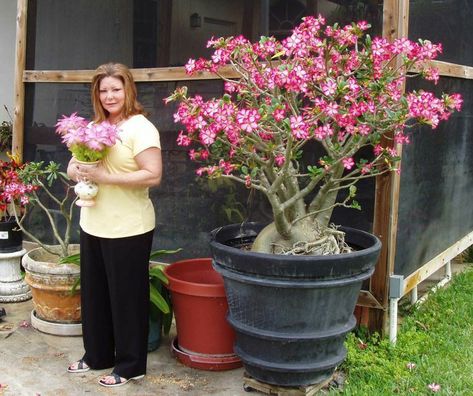 Dessert Rose Plant, Desert Rose Care, Adenium Arabicum, Rose Bonsai, Dessert Rose, Rose Plant Care, Desert Roses, Desert Rose Plant, Adenium Obesum