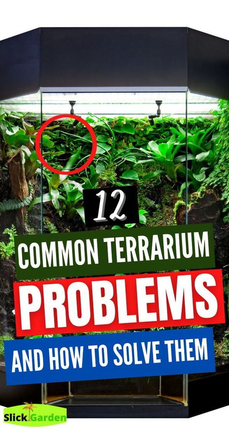 12 common terrarium problems and how to solve them. If you are planning for creating a succulent terrarium then you should keep in mind that they can only grow in an open terrarium. The reason is that succulents like to grow in good ventilation and need low humidity levels which is not possible in closed terrariums. Closed Terrarium Ideas, Moss Garden Terrarium, Moss Terrarium Ideas, Indoor Moss Garden, Terrarium Party, Terrarium Setup, Terrarium Closed, Best Terrarium Plants, Bowl Terrarium