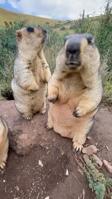 Marmot Aesthetic, Himalayan Marmot, Marmot Animal, Cute Groundhog, Fat Animals, Cutest Animals On Earth, Monkey Pictures, Goofy Drawing, Prairie Dog