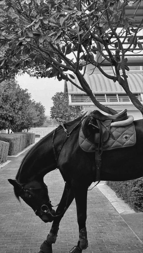 Old Money Wallpaper, Old Couple Photography, Aesthetic Horse, Horse Riding Aesthetic, Money Wallpaper, Equestrian Aesthetic, Horse Riding Tips, Horse Wallpaper, Horse Aesthetic