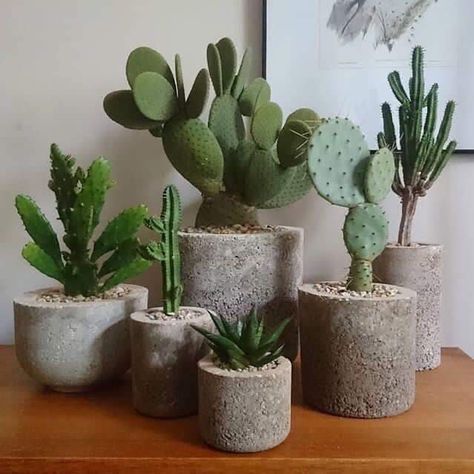 Indoor Cactus Plants, Kaktus Dan Sukulen, Diy Cement Planters, Indoor Cactus, نباتات منزلية, Cement Pots, Plant Decor Indoor, House Plants Decor, Cactus Y Suculentas