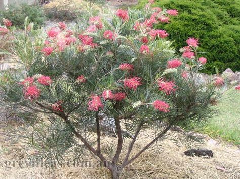 Protea Garden, Australian Garden Design, Water Wise Plants, Bush Garden, Australian Native Garden, African Plants, Native Plant Gardening, California Garden, Australian Plants