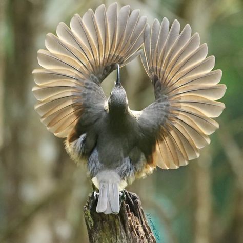 A juvenile Victoria's Riflebird, Ptiloris victoriae, the smallest of the riflebirds, was part of some courtship displays that I was so amazed to see. Not only to see this juvenile practising his routine, but also the adult male and female as well - seen in some of my other shots of this series. It was a spur of the moment decision for me to stay in this area AND it was several months outside the riflebirds normal time for this to happen! Yes I reckon I won an avian lottery to see such brilliance Photo Animaliere, Bird Wings, Airbrush Art, Nature Birds, All Birds, Bird Pictures, Exotic Birds, Pretty Birds, Colorful Birds