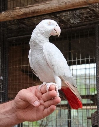 Albino African grey parrot. Rare Albino Animals, Parrot Pet, Parrots Art, Grey Parrot, Albino Animals, Funny Parrots, African Grey Parrot, Parrot Toys, African Grey