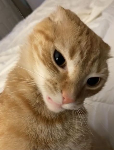 Funny Orange, Ugly Cat, Cat And Dog Videos, Funny Cat Wallpaper, Angry Cat, Silly Cats Pictures, Orange Cats, Funny Cats And Dogs, Funny Cat Memes