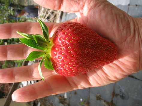 giant strawberry home grown Funky Fruit, Giant Strawberry, Growing Strawberries, Home Grown, Strawberries, House Plants, Fruit, Ceramics, Quick Saves