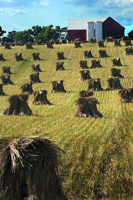 shocks Amische Quilts, Amish Farming, Dairy Farming, Amish Barns, Amish Culture, Amish Life, Amish Farm, Farm Scenes, Amish Community