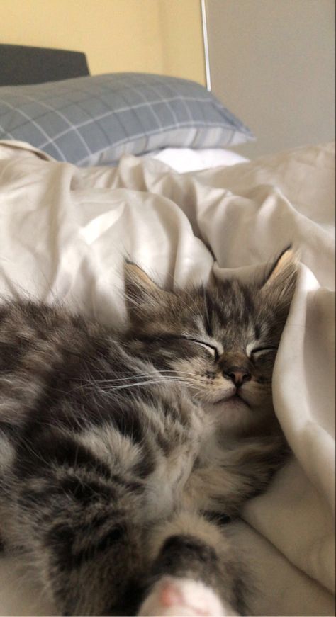 Cat Asthetics Photos, Cat In Bed Aesthetic, Cats On Beds Aesthetic, Cats Snuggling Aesthetic, Cat In Bed Aesthetic Night, Sleeping With Cat Aesthetic, Dream's Cat, Pets 3, Cat Aesthetic