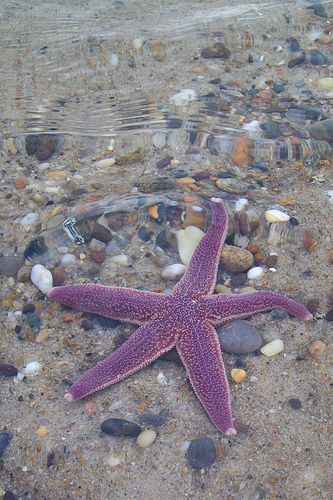 Purple Mermaid Aesthetic, Nauset Beach, No Ordinary Girl, Purple Beach, Scene Setters, Coconut Dream, Purple Vibe, Purple Mermaid, Mermaid Aesthetic