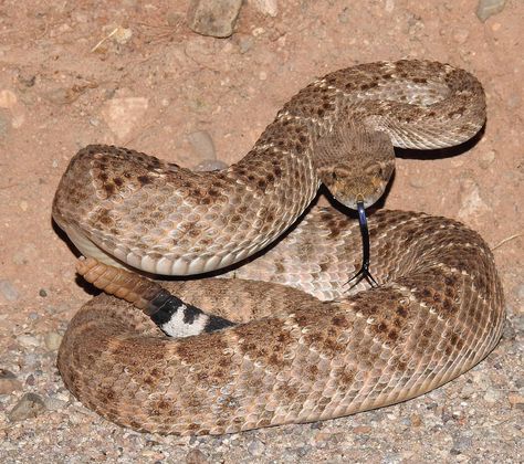 Desert Reptiles, Western Rattlesnake, Mexico Animals, Western Diamondback Rattlesnake, Diamondback Rattlesnake, Western Gothic, Az Diamondbacks, Taxidermy Display, Desert Theme