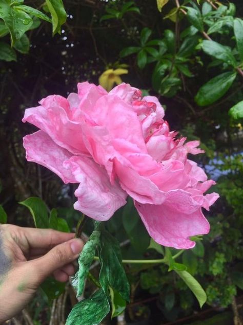 Wafer Paper Peony Flower  - cake by Daniel Guiriba Paper Peony, Edible Wafer Paper, Flower Cakes, Paper Peonies, Wafer Paper, Peony Flower, Flower Cake, Peonies, Hand Painted