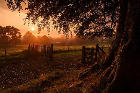 Autumn Sunrise, Fence Plants, Black Fence, Cheap Fence, Fencing Ideas, Living Fence, Concrete Fence, Backyard Fence, Brick Fence