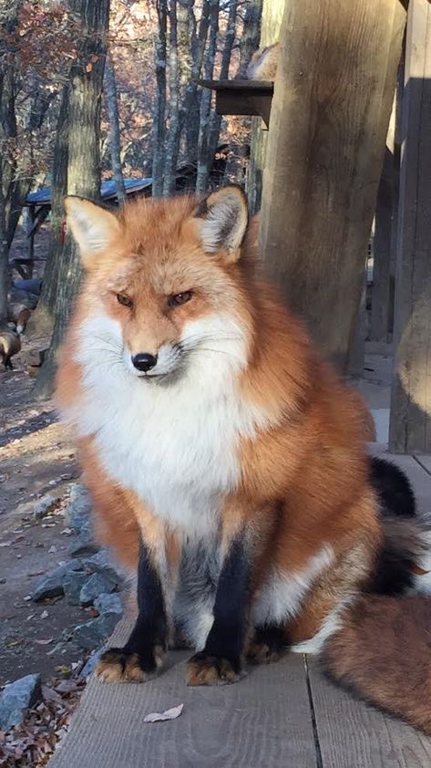 Fox Village Japan, Kitsune Character, Beautiful Warrior, Fluffy Things, Japanese Fox, Pet Fox, Jim Henson, Cute Fox, Interesting Stuff