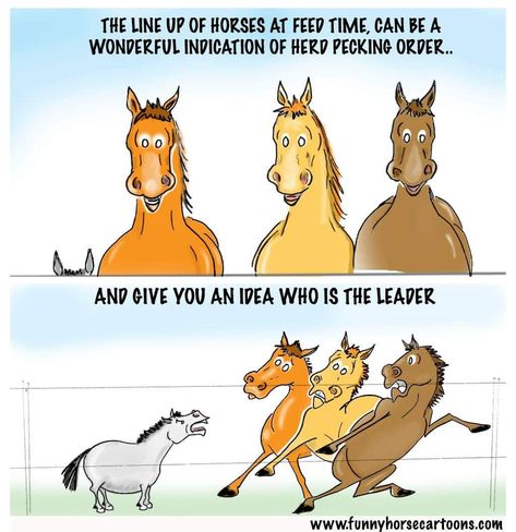 Funny Equestrian, Halloween Comics, Horse Humor, Funny Horse Memes, Horse Memes, Horse Quotes Funny, Funny Horse Pictures, Horse Jokes, Pecking Order