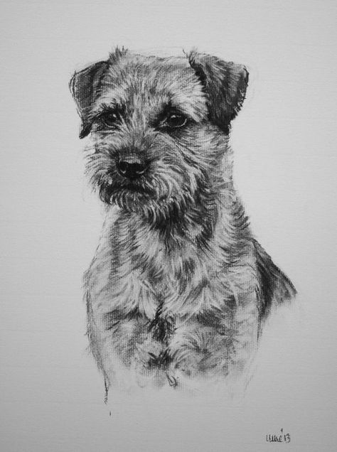 Border Terrier Dog Sketches, Border Terriers, Patterdale Terrier, Drawing Dog, Dog Grooming Tips, Dog Sketch, Charcoal Sketch, Dog Print Art, Border Terrier