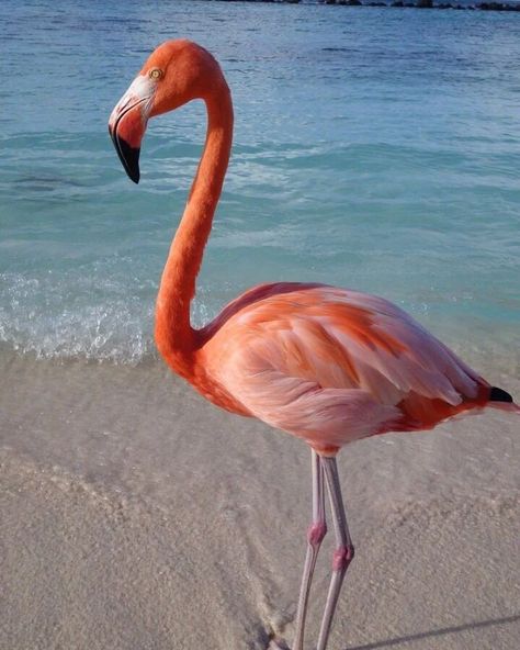 Follow @ijustloveflamingos for more who would love to dance with flamingos 🎞 Credit: Unknown (Dm for credit or removal / All rights® are reserved & belong to their respective owners) . . . #flamingo #flamingolove!#usa #california #america #flamingos #gains #animals #flamingostarchallenge #followforfollowback #likesforlike #instagood #flamingolover #viral #instagood #justdoit #instalike #flamingoparty #unitedstates #usarmy #viral #flamingoland #instadaily #usa #fyp #k #flamingo #love Flamingo Pfp Animal, Flamingo Aesthetic, Flamingo Photos, Flamingo Pictures, Flamingo Love, Beautiful Flamingo, Flamingo Photo, Flamingo Painting, Flame Princess