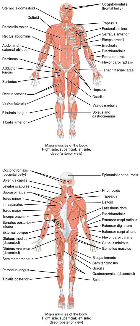 On the anterior and posterior views of the muscular system above, superficial muscles (those at the surface) are shown on the right side of the body while deep muscles (those underneath the superficial muscles) are shown on the left half of the body. For the legs, superficial muscles are shown in the anterior view while the posterior view shows both superficial and deep muscles. Muscular System Labeled, Skeletal Muscle Anatomy, Human Body Muscles, Human Body Diagram, Body Muscle Anatomy, Human Muscular System, Muscular System Anatomy, Muscle Diagram, Human Muscle Anatomy