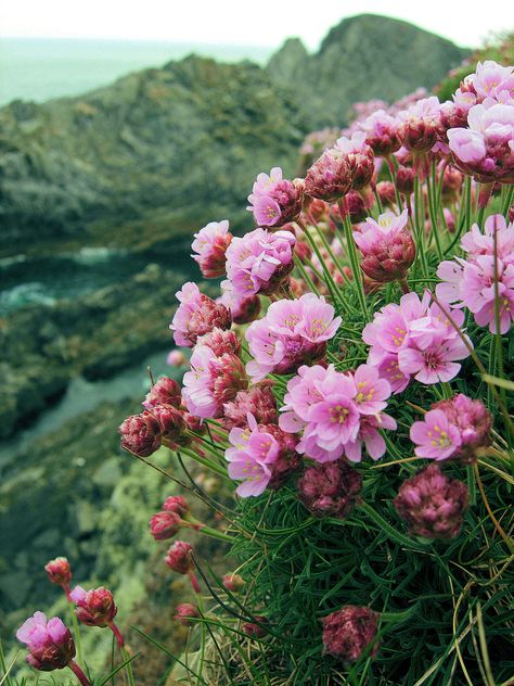 Sea Thrift Malin Head Sea Thrift, Donegal Ireland, Quiet Storm, Irish Eyes, Irish Blessing, On The Side, Land Scape, Nature Beauty, Pretty Flowers