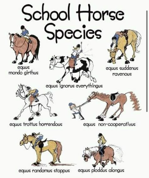 Horse Species, Horseback Riding Event, Types Of Horseback Riding, Equestrian Memes, Horse Quotes Funny, Horsey Life, Horse Jokes, Equestrian Quotes, Horse Riding Tips