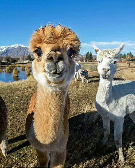 Lake Tepako, South Island, New Zealand South Island, Beautiful Creatures, New Zealand, Cute Animals, Lake, Instagram Post, Instagram Posts, Animals, On Instagram