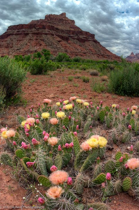 Spring comes to Mexican Mountain (San Rafael Swell) | Flickr - Photo Sharing! Mexican Mountains, Mexican Scenery, Mexican Nature, Cardboard Wings, Mexico Mountains, Mexican Landscape, Mexican Gothic, Mexican Desert, Blooming Cactus