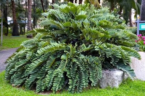 Cardboard Palm Tree, Cardboard Palm, Palm Trees For Sale, Sago Palm Tree, Patio Images, Tropical Patio, Palm Trees Landscaping, Sago Palm, Dogwood Trees