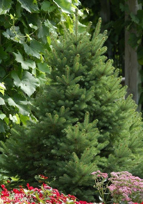 Small-statured evergreen trees: 15 choices #trees #gardening #smallyards Evergreen Trees Landscaping, Small Pine Trees, Evergreen Landscape, Conifers Garden, White Spruce, Evergreen Garden, Garden Shrubs, Evergreen Trees, Evergreen Shrubs