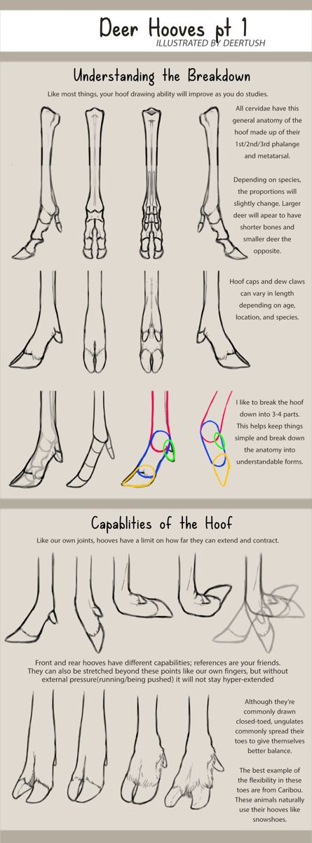 Deer Anatomy, Deer Hooves, Deer Drawing, Animal Reference, Body Anatomy, Deviant Art, Poses References, Art Prompts, Motivational Art