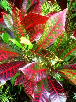 tropical plants pictures and names | Photo Gallery: The amazing colors and patterns of tropical foliage Crotons Plants, Balinese Garden, Tropical Garden Design, Tropical Flower Plants, Florida Gardening, Colors And Patterns, Plant Identification, Tropical Foliage, Ornamental Plants