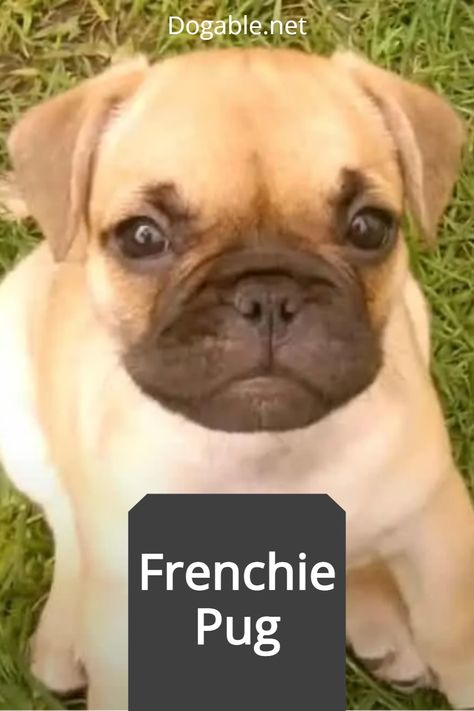 Frenchie Pug, Pug Mix, Hybrid Dogs, Hypoallergenic Dogs, Dog Mixes, Dog Cleaning, Pug Puppies, Types Of Dogs, Tiny Dogs